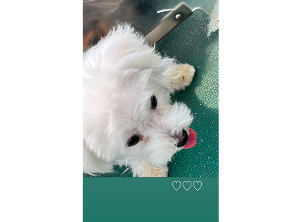 生徒が撮影したモデル犬♪～PART②～